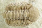 Enrolled Kainops Trilobite - Black Cat Mountain, Oklahoma #376947-2